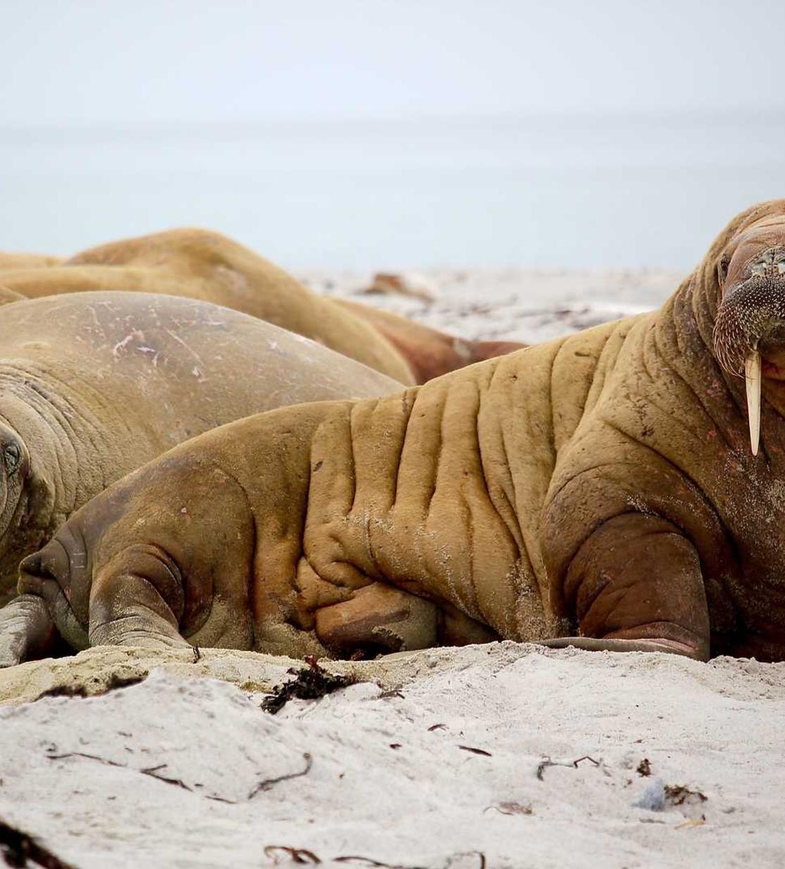 海外旅游应用流量套餐攻略，看看哪一个线上流量套餐最适合你