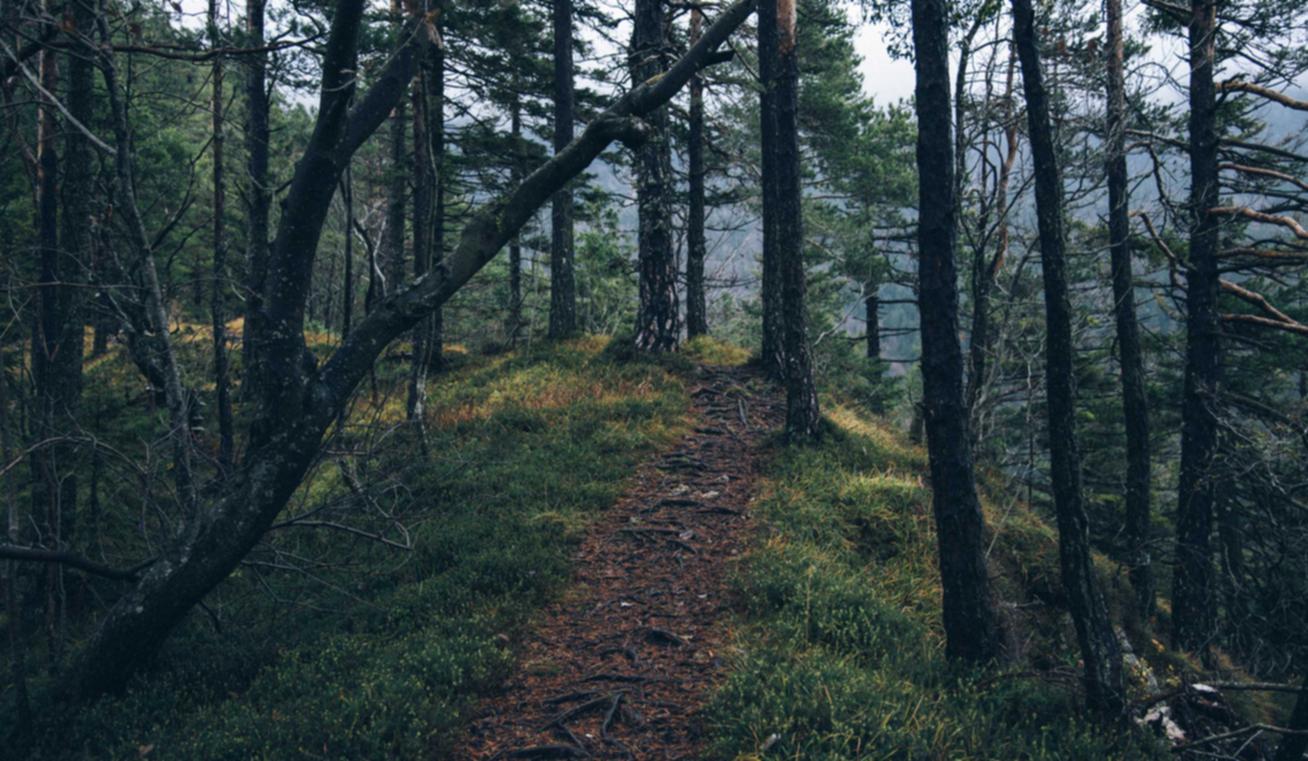 世纪智能客运app详情下载教程