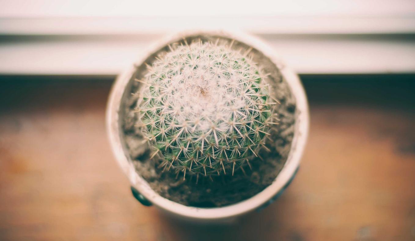 沃派星燃卡实名账号：玉溪宠物购买平台