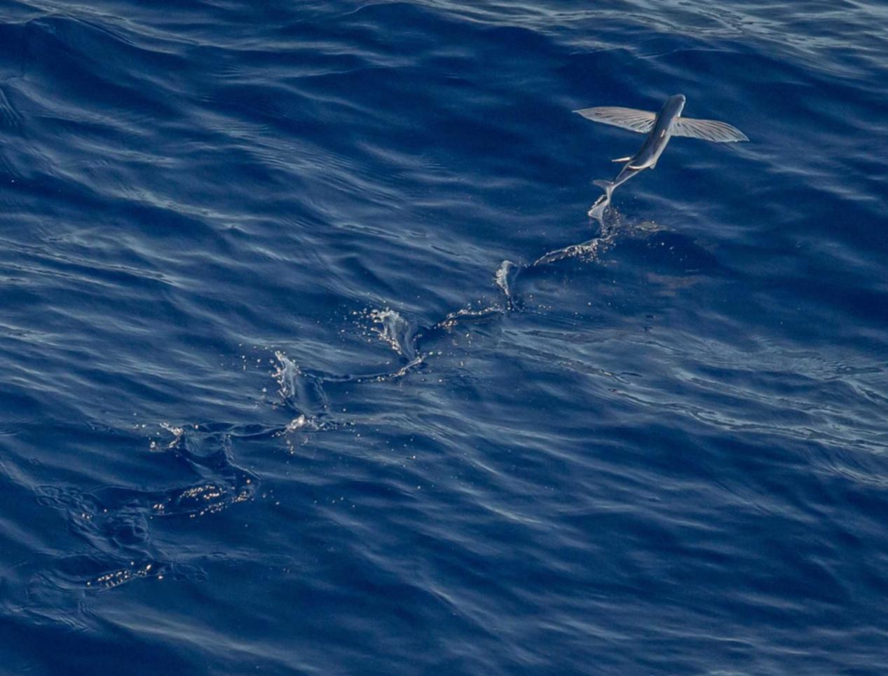 芒果星芒卡实名账号:流量卡的使用场景:面向移动人群,轻松使用