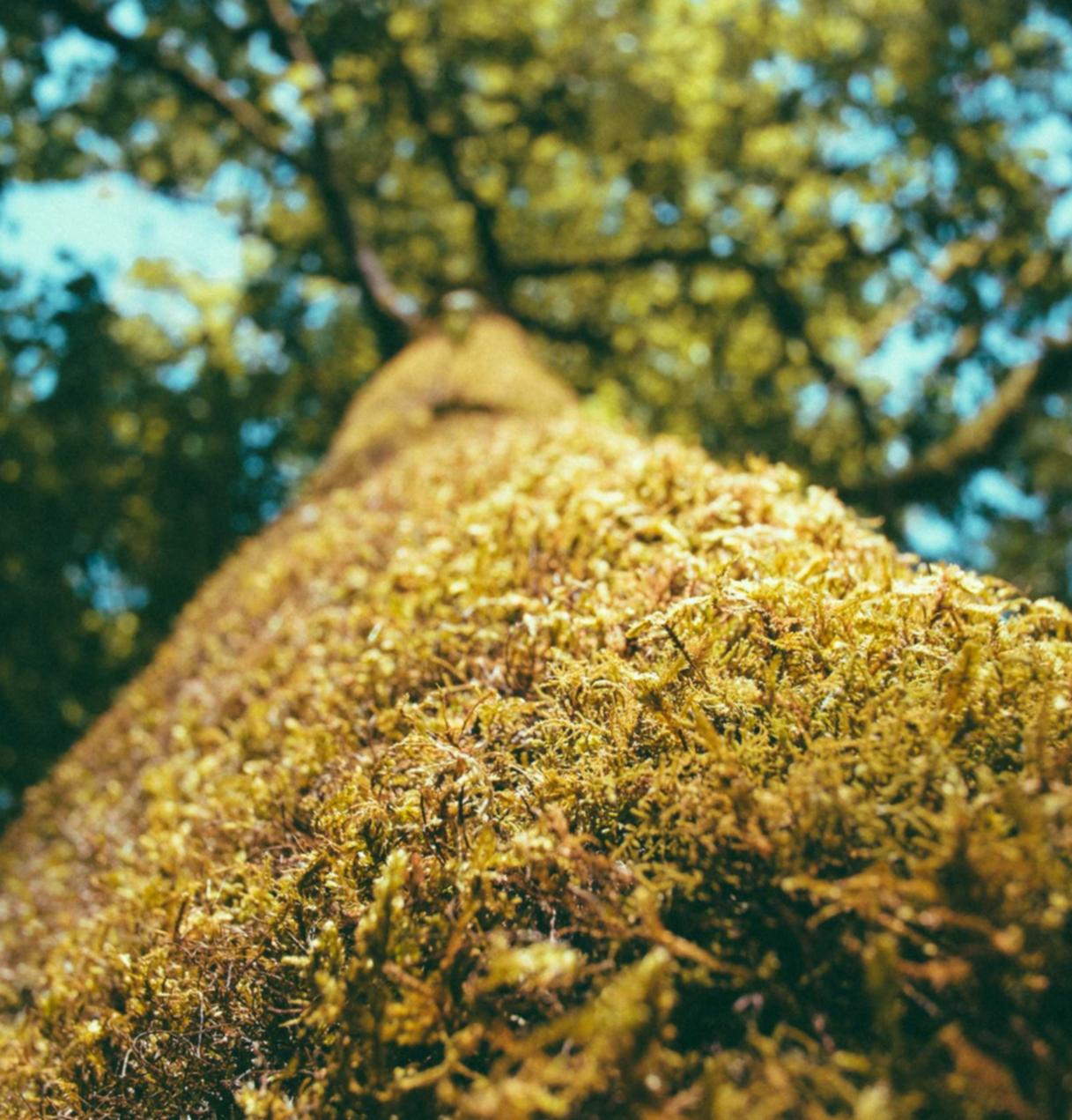 雾森:农产品现货开户平台