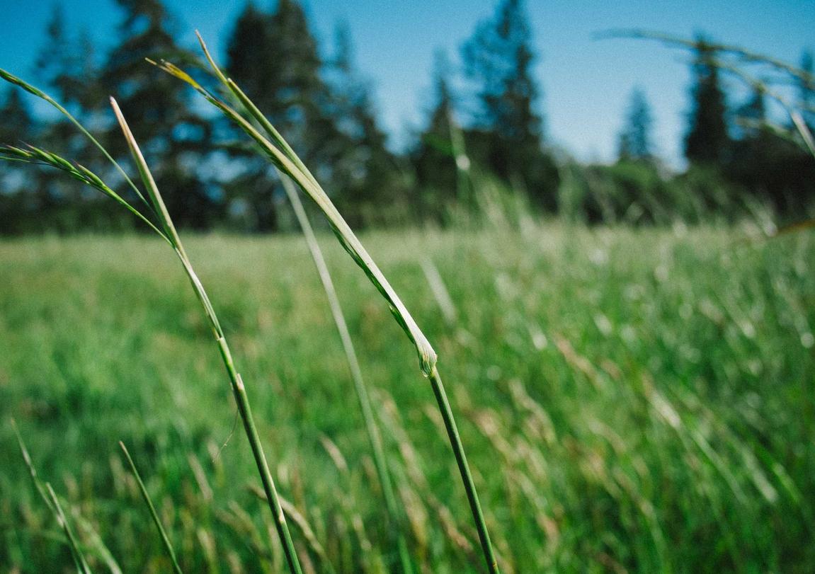铁塔猫海盐柠檬爆珠（粗）：公司注册代理服务多少钱
