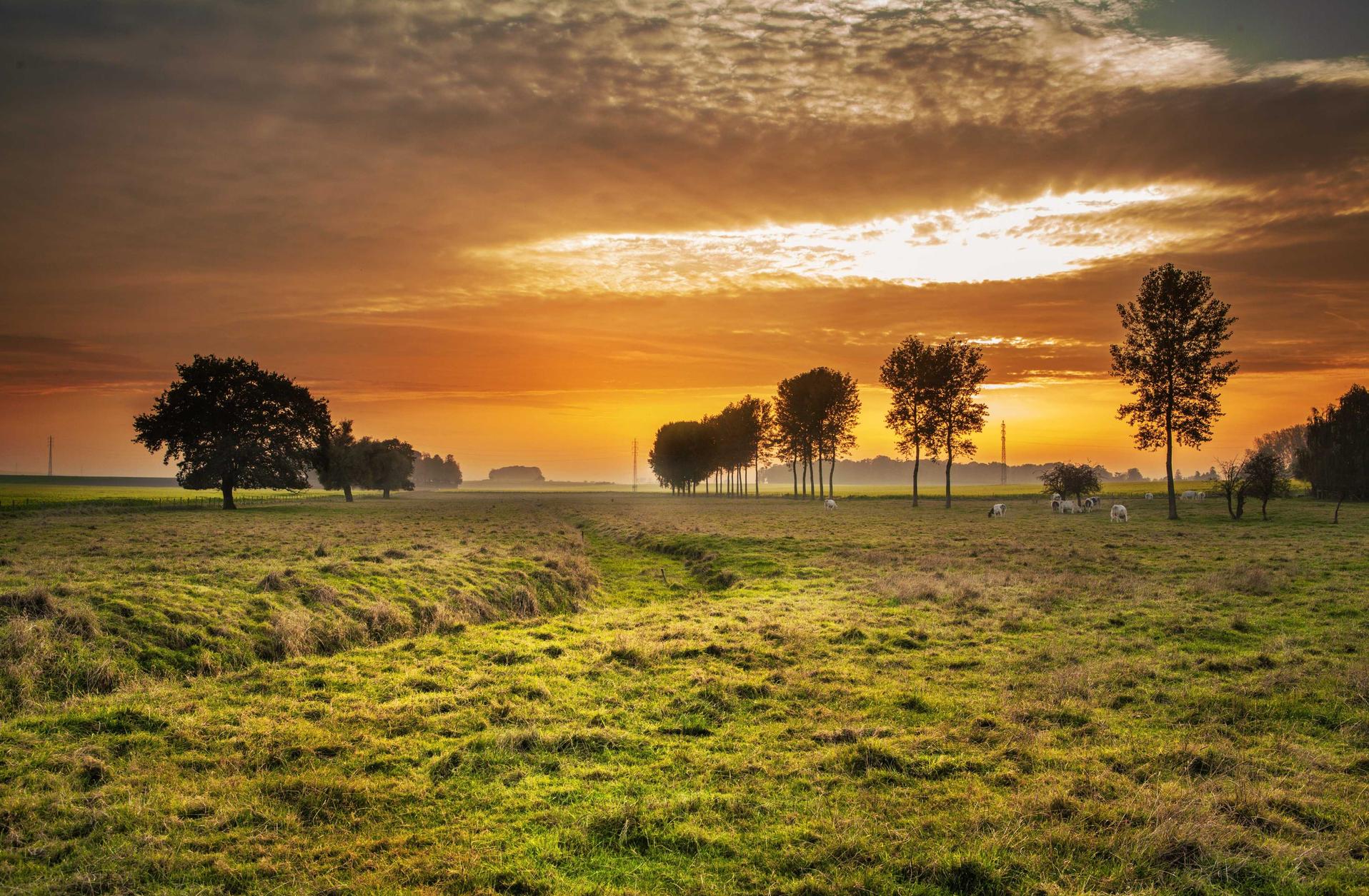 大华功夫：爬虫宠物 购买平台