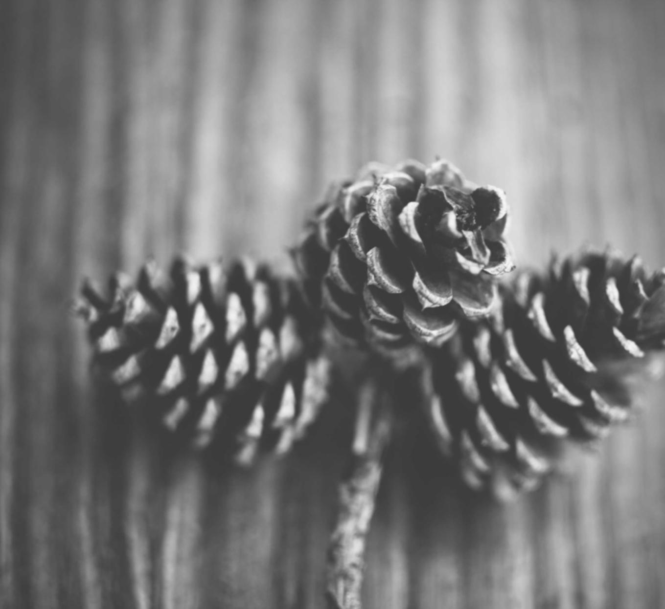 SPA直播APP详情下载教程