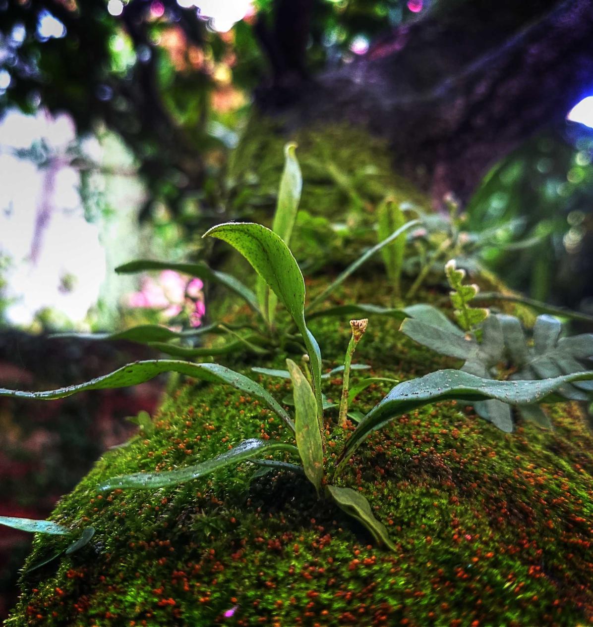 炸房器|长垣好口碑的商标注册代理