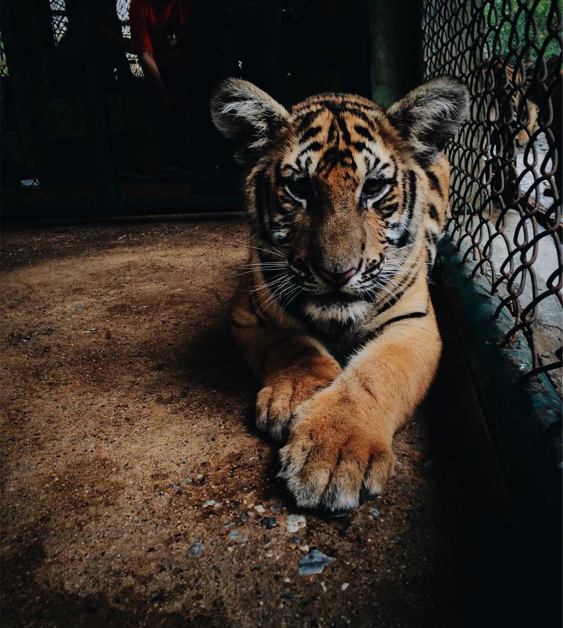 老人流量卡- 集美logo注册代理机构