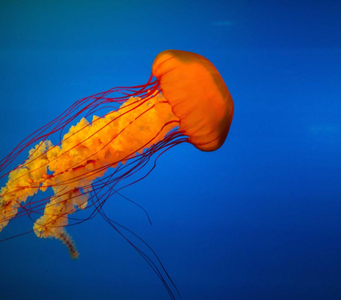 缅甸云斯顿蓝莓爆珠:滨州市代理公司注册流程